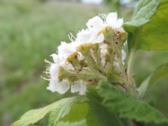 Crataegus maximowiczii