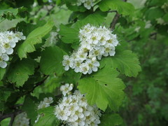 Crataegus maximowiczii