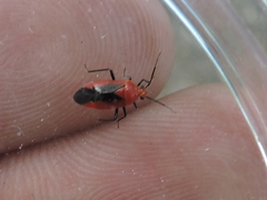 Tropidosteptes cardinalis