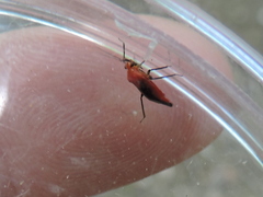 Tropidosteptes cardinalis
