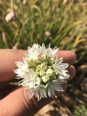 Allium haematochiton
