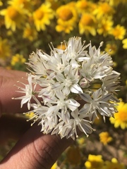 Allium haematochiton