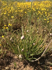 Allium haematochiton
