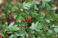 Crataegus pinnatifida