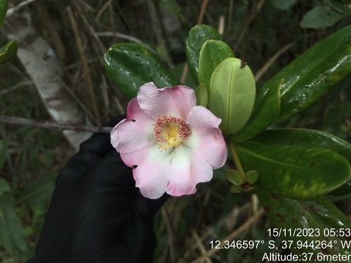Bonnetia stricta (Bonnetia stricta)