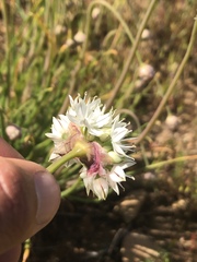 Allium haematochiton