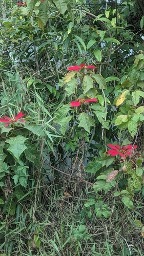 Euphorbia pulcherrima observed 2023-12-03