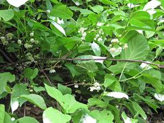 Actinidia kolomikta