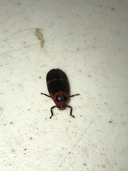 Maxantonia chiriquensis