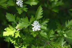 Crataegus pinnatifida