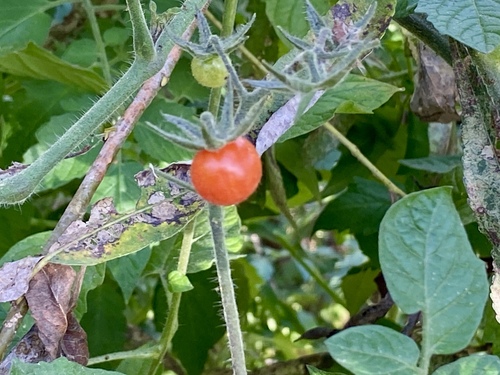 iNaturalist observation photo of tomato