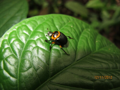Canthidium gerstaeckeri