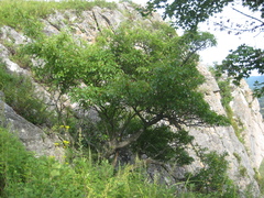 Crataegus pinnatifida