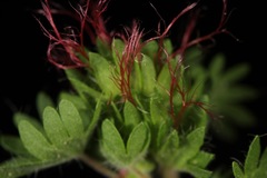 Acalypha radians