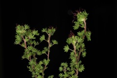 Acalypha radians
