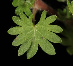 Acalypha radians