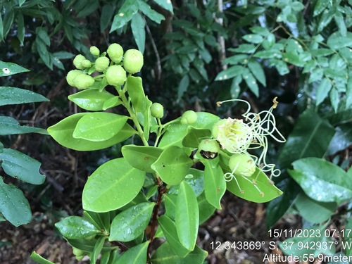 Lafoensia glyptocarpa, photograph 2