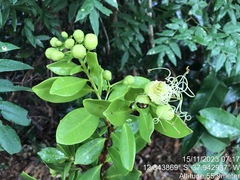 Lafoensia glyptocarpa, photograph (c) vitordematos12, some rights reserved (CC BY-SA)