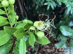 Lafoensia glyptocarpa, photograph (c) vitordematos12, some rights reserved (CC BY-SA)
