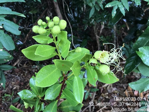 Lafoensia glyptocarpa, photograph 4