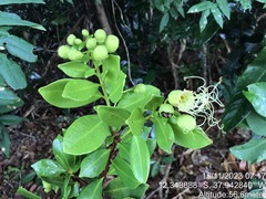 Lafoensia glyptocarpa, photograph (c) vitordematos12, some rights reserved (CC BY-SA)