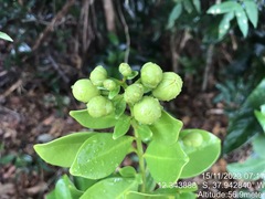 Lafoensia glyptocarpa, photograph (c) vitordematos12, some rights reserved (CC BY-SA)