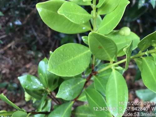 Lafoensia glyptocarpa, photograph 6