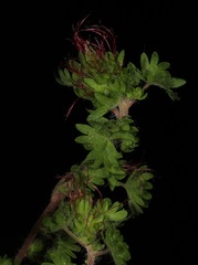 Acalypha radians