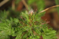 Acalypha radians