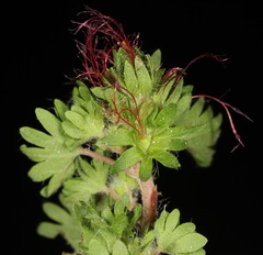 Acalypha radians