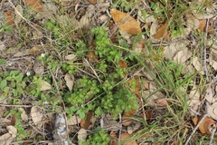 Acalypha radians