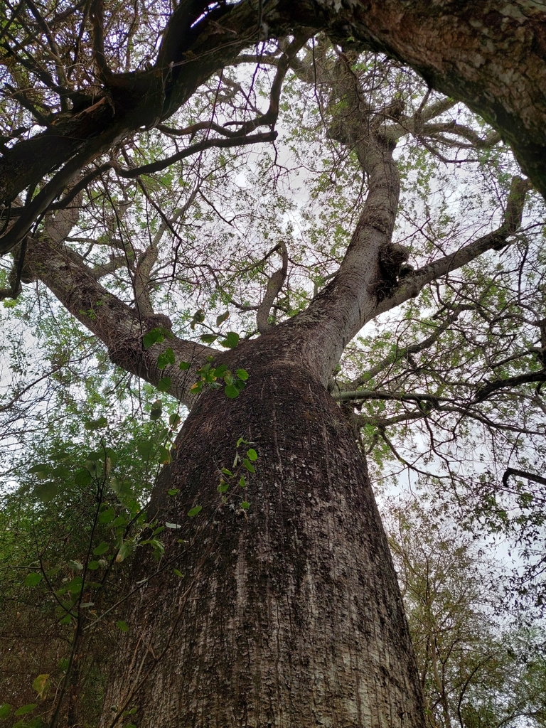 Chorisia