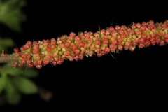 Acalypha radians