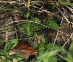 Acalypha radians