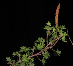 Acalypha radians