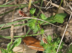 Acalypha radians