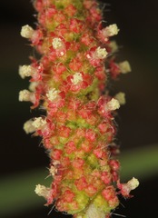 Acalypha radians