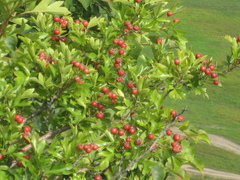 Crataegus pinnatifida