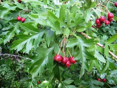 Crataegus pinnatifida