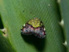 Ricanula pulverosa