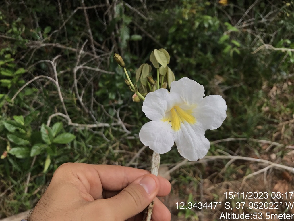 Tabebuia elliptica