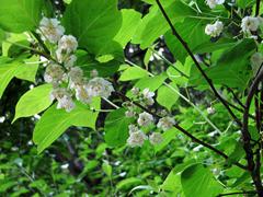 Actinidia kolomikta
