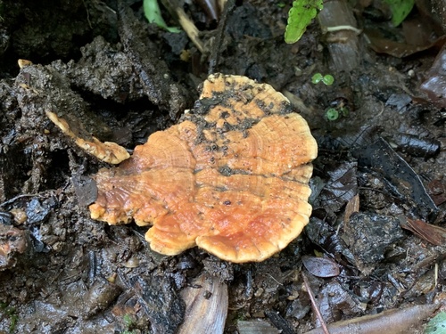 Rigidoporus microporus observed 2023-11-28