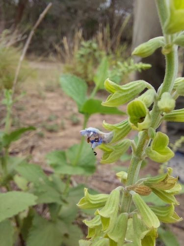 Image of Salvia cardiophylla by (c) Tomás Tamagno, some rights reserved (CC BY)