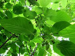 Actinidia kolomikta