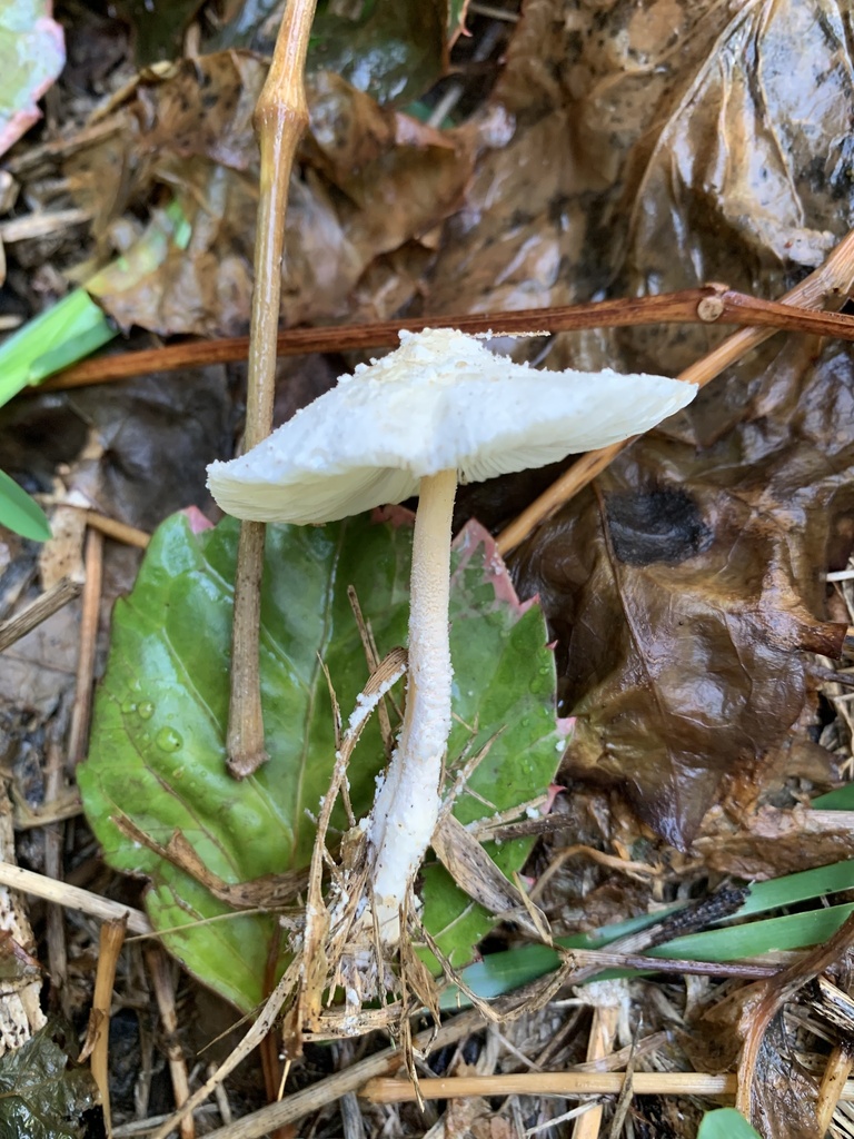 Leucocoprinus cretaceus in November 2023 by Drew Parker · iNaturalist