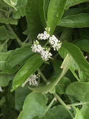 Tournefortia pubescens