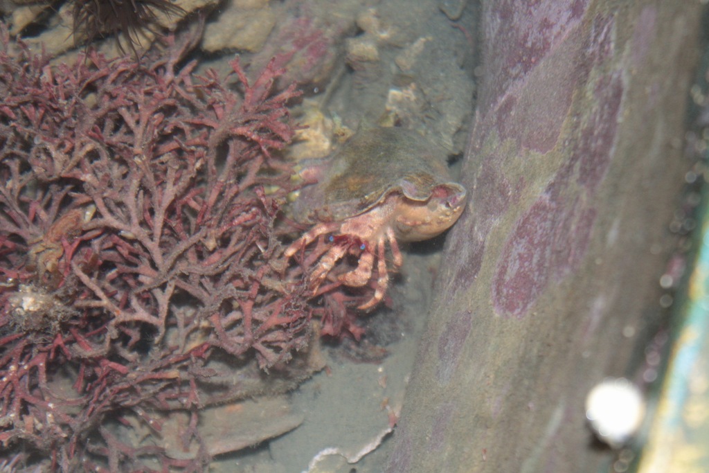 Paguristes erythrops
