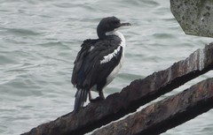 Leucocarbo chalconotus