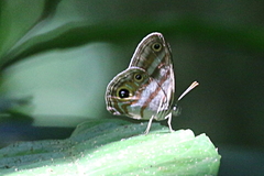 Chloreuptychia hewitsonii